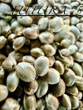 Load image into Gallery viewer, Ripkitty International & Domestic Live Raw Viable Hemp Seeds Sold in Bulk & Single Amounts for Agriculture, Poultry, Equine Feeding, & Livestock