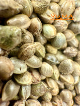 Load image into Gallery viewer, Ripkitty International & Domestic Live Raw Viable Hemp Seeds Sold in Bulk & Single Amounts for Agriculture, Poultry, Equine Feeding, & Livestock