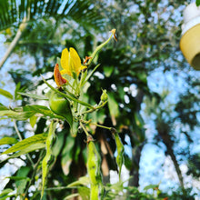 Load image into Gallery viewer, Ripkitty Premium Pigeon Peas (Gungo) Cajanus Cajan