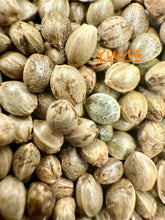 Load image into Gallery viewer, Ripkitty International & Domestic Live Raw Viable Hemp Seeds Sold in Bulk & Single Amounts for Agriculture, Poultry, Equine Feeding, & Livestock