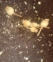 Load image into Gallery viewer, Ripkitty Premium Unwashed Untreated Unprocessed Organic Natural Whole Raw Papaver Somniferum Culinary Poppy Seeds