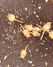 Load image into Gallery viewer, Ripkitty Premium Unwashed Untreated Unprocessed Organic Natural Whole Raw Papaver Somniferum Culinary Poppy Seeds