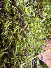 Load image into Gallery viewer, Ripkitty Premium Unwashed Untreated Unprocessed Organic Natural Whole Raw Papaver Somniferum Culinary Poppy Seeds