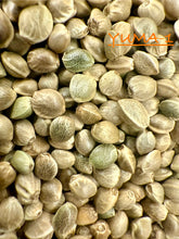 Load image into Gallery viewer, Ripkitty International & Domestic Live Raw Viable Hemp Seeds Sold in Bulk & Single Amounts for Agriculture, Poultry, Equine Feeding, & Livestock