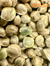 Load image into Gallery viewer, Ripkitty International & Domestic Live Raw Viable Hemp Seeds Sold in Bulk & Single Amounts for Agriculture, Poultry, Equine Feeding, & Livestock