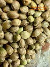 Load image into Gallery viewer, Ripkitty International & Domestic Live Raw Viable Hemp Seeds Sold in Bulk & Single Amounts for Agriculture, Poultry, Equine Feeding, & Livestock