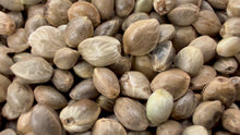 Load and play video in Gallery viewer, Ripkitty International & Domestic Live Raw Viable Hemp Seeds Sold in Bulk & Single Amounts for Agriculture, Poultry, Equine Feeding, & Livestock