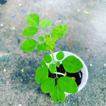 Load image into Gallery viewer, Ripkitty Moringa Oleifera (Tree of Life) Wingless Seeds, Nuts