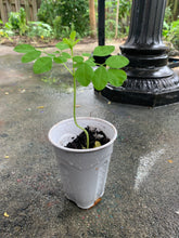 Load image into Gallery viewer, Ripkitty Moringa Oleifera (Tree of Life) Wingless Seeds, Nuts