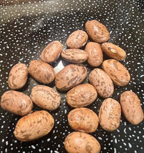 Load image into Gallery viewer, Ripkitty Premium Pinto (Phaseolus Vulgaris) Beans Seeds Drought-Tolerant