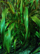 Load image into Gallery viewer, Ripkitty Sorghum Bicolor, (Milo Short) Seeds