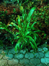 Load image into Gallery viewer, Ripkitty Sorghum Bicolor, (Milo Short) Seeds