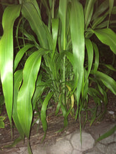 Load image into Gallery viewer, Ripkitty Sorghum Bicolor, (Milo Short) Seeds