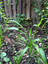 Load image into Gallery viewer, Ripkitty Sorghum Bicolor, (Milo Short) Seeds