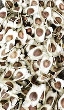 Load image into Gallery viewer, Ripkitty Moringa Oleifera (Tree of Life) Wingless Seeds, Nuts
