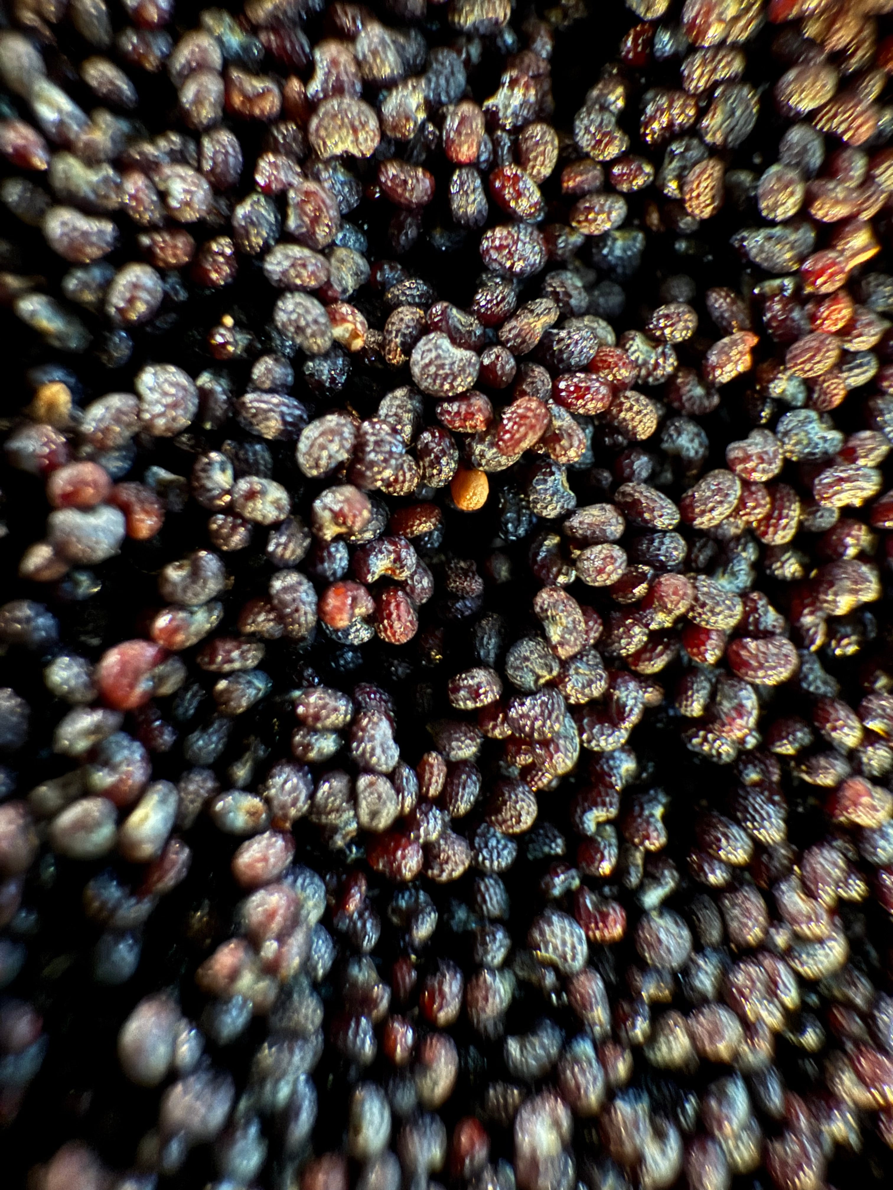 Ripkitty Premium Unwashed Untreated Unprocessed Organic Natural Whole Raw Papaver Somniferum Culinary Poppy Seeds