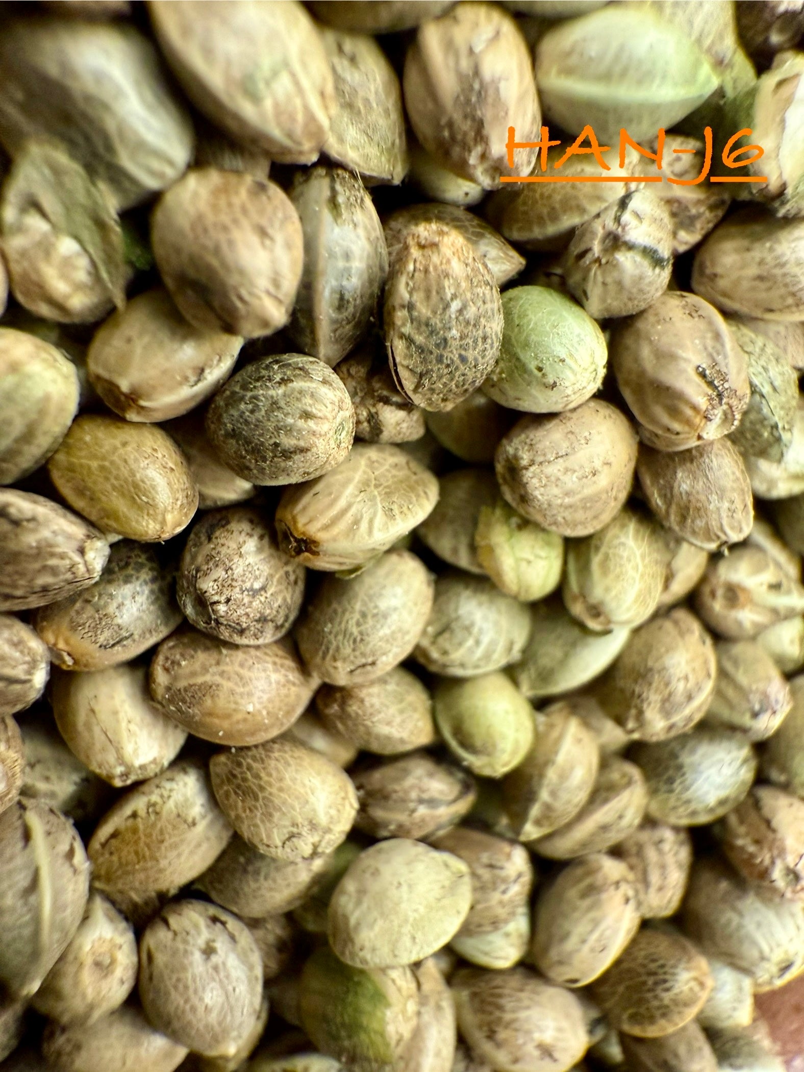 Ripkitty International & Domestic Live Raw Viable Hemp Seeds Sold in Bulk & Single Amounts for Agriculture, Poultry, Equine Feeding, & Livestock