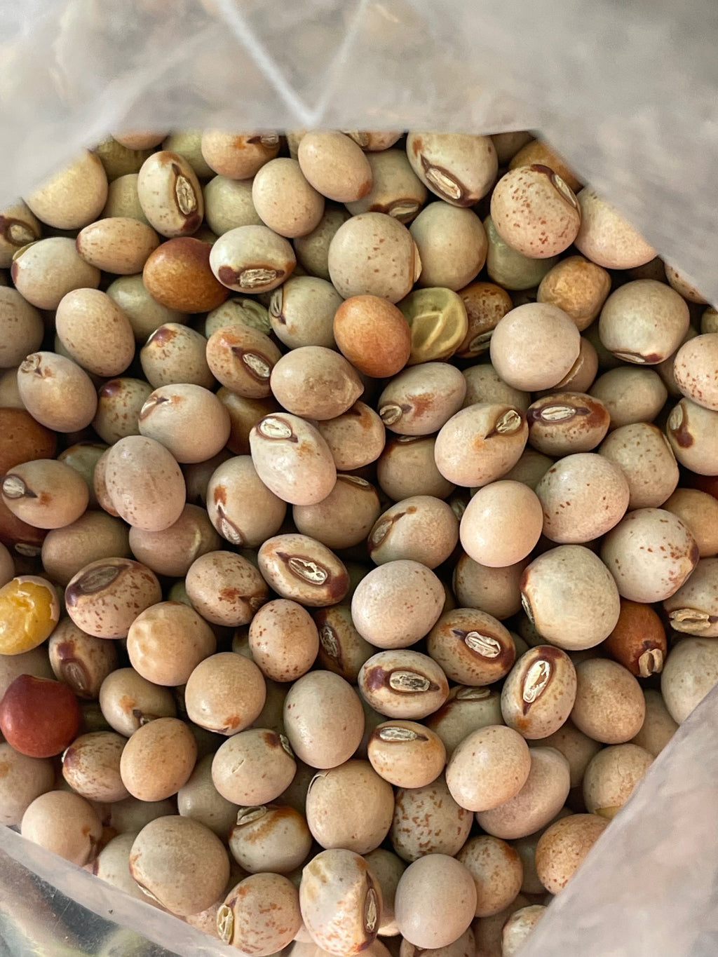 Ripkitty Premium Pigeon Peas (Cajanus Cajan) - Tropical Heirloom Seeds