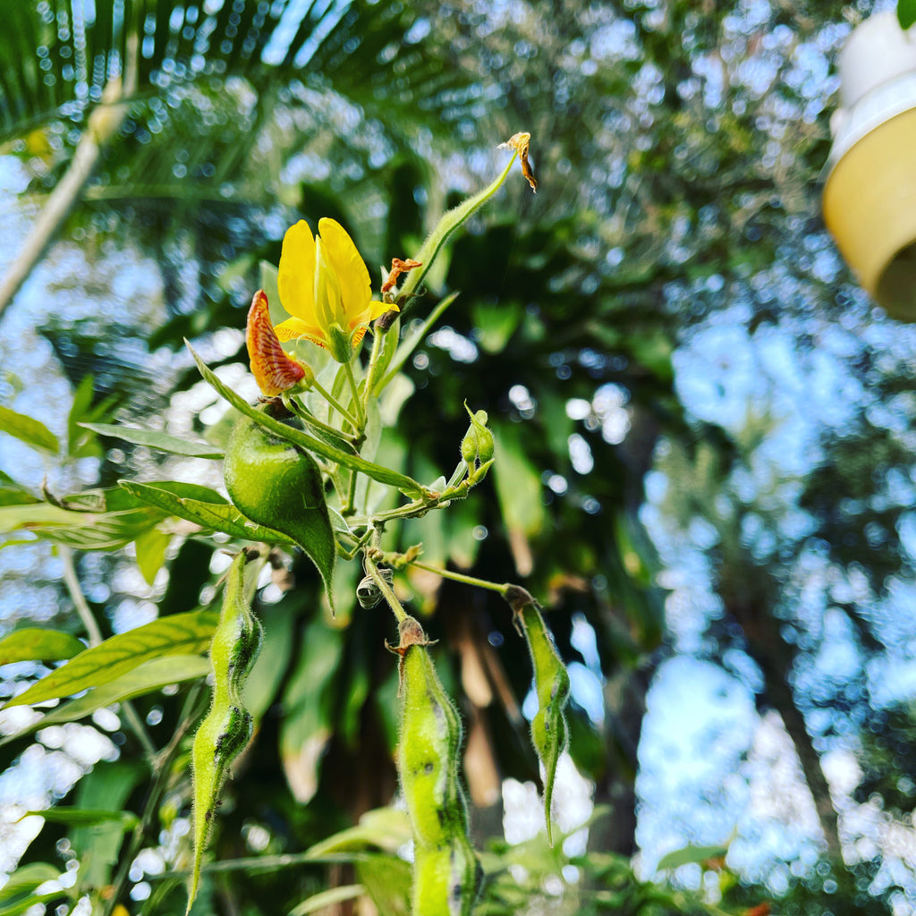 Ripkitty Premium Pigeon Peas (Cajanus Cajan) - Tropical Heirloom Seeds