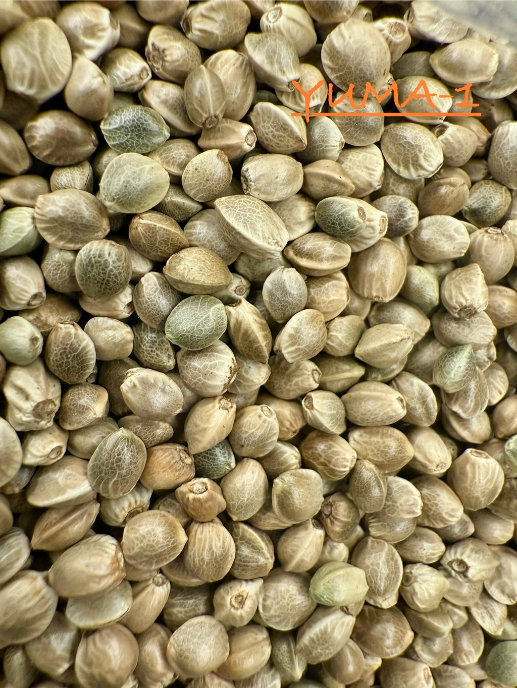 Ripkitty International & Domestic Live Raw Viable Hemp Seeds Sold in Bulk & Single Amounts for Agriculture, Poultry, Equine Feeding, & Livestock