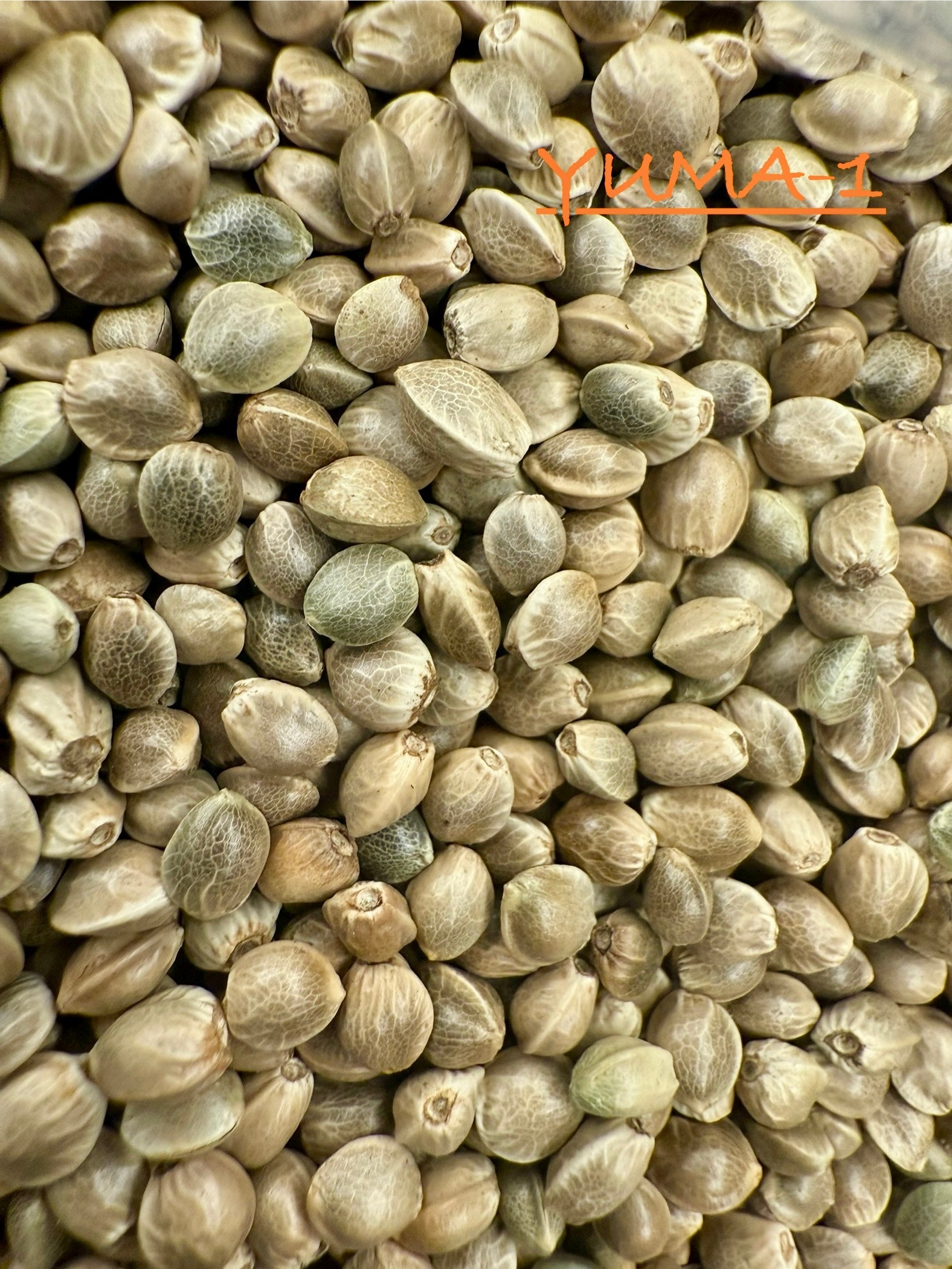 Ripkitty International & Domestic Live Raw Viable Hemp Seeds Sold in Bulk & Single Amounts for Agriculture, Poultry, Equine Feeding, & Livestock