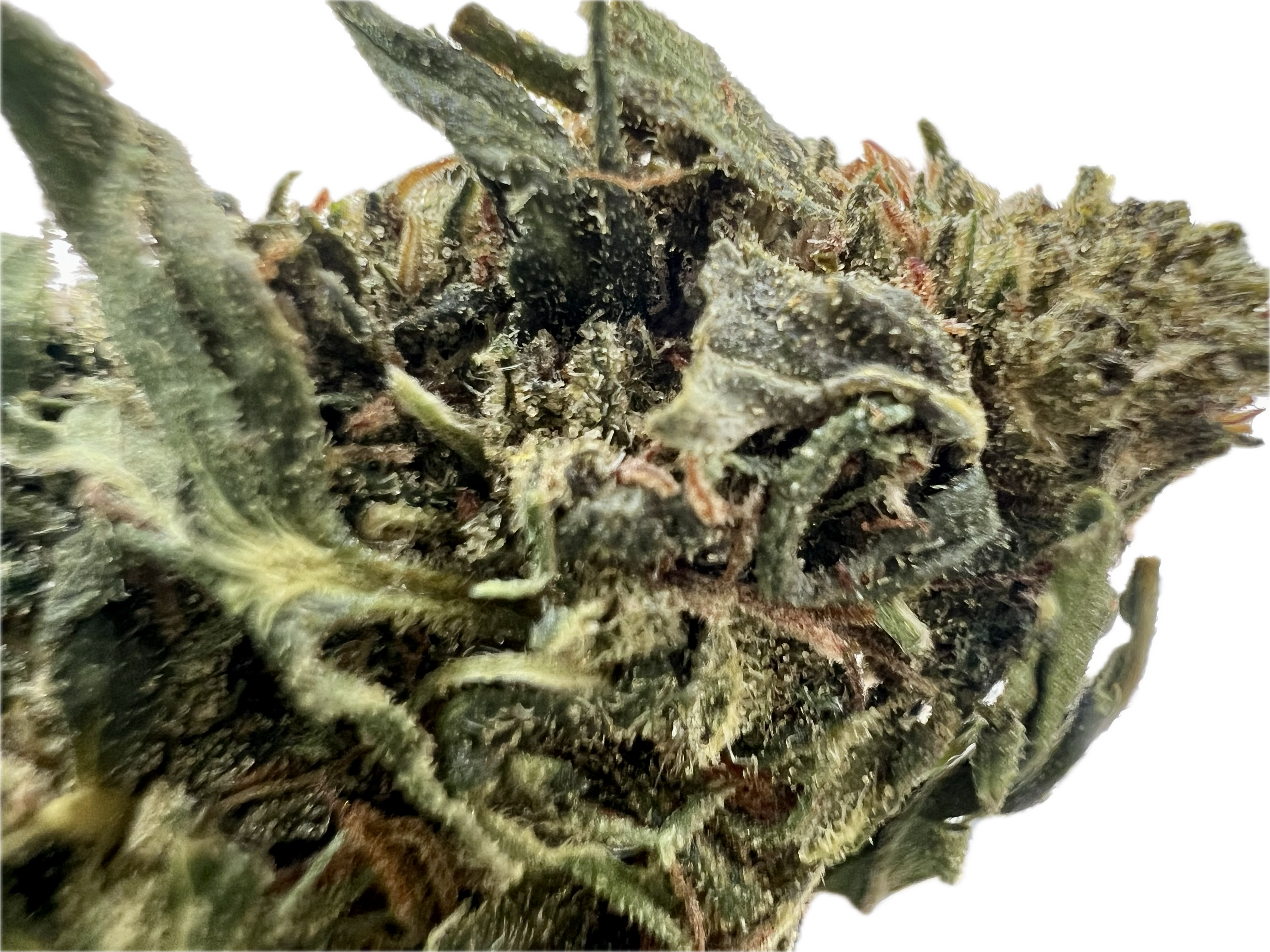 Ripkitty Forbidden V CBD Hemp Flowers