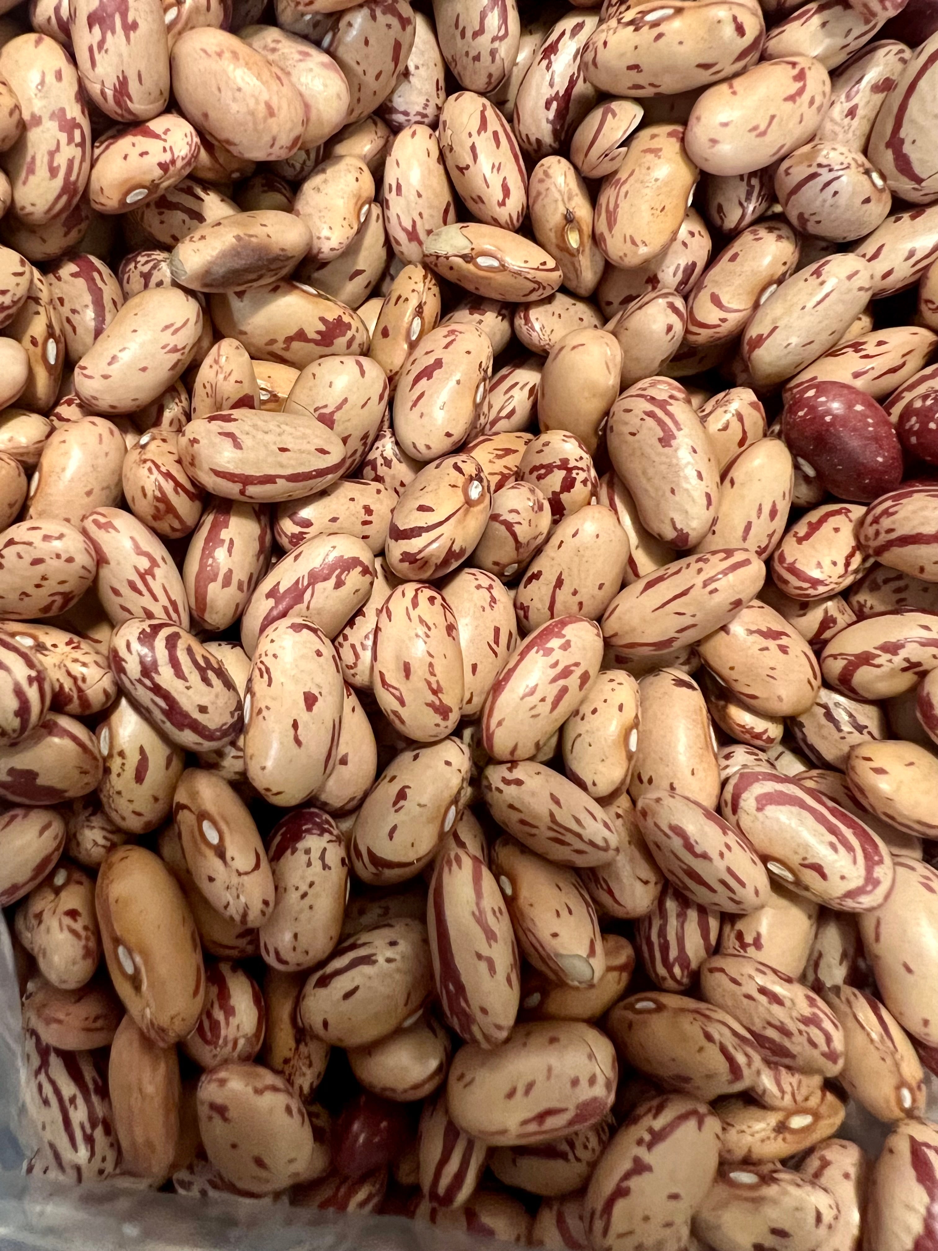Ripkitty Cranberry Bean Seeds - High-Yield Non-GMO Spotted Legume