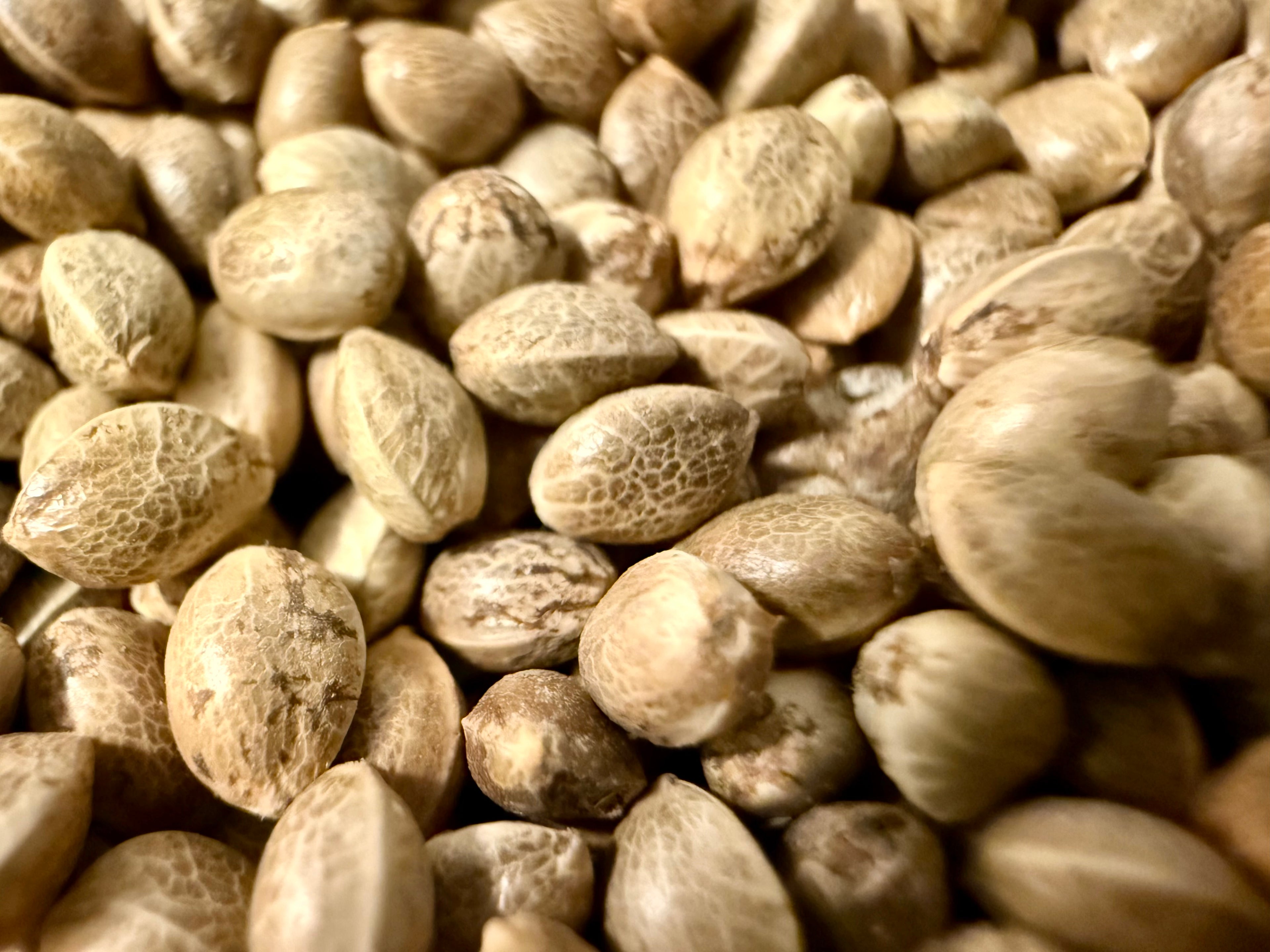 Ripkitty Premium Live Raw Viable Sprouts Organic Whole Hemp Seeds