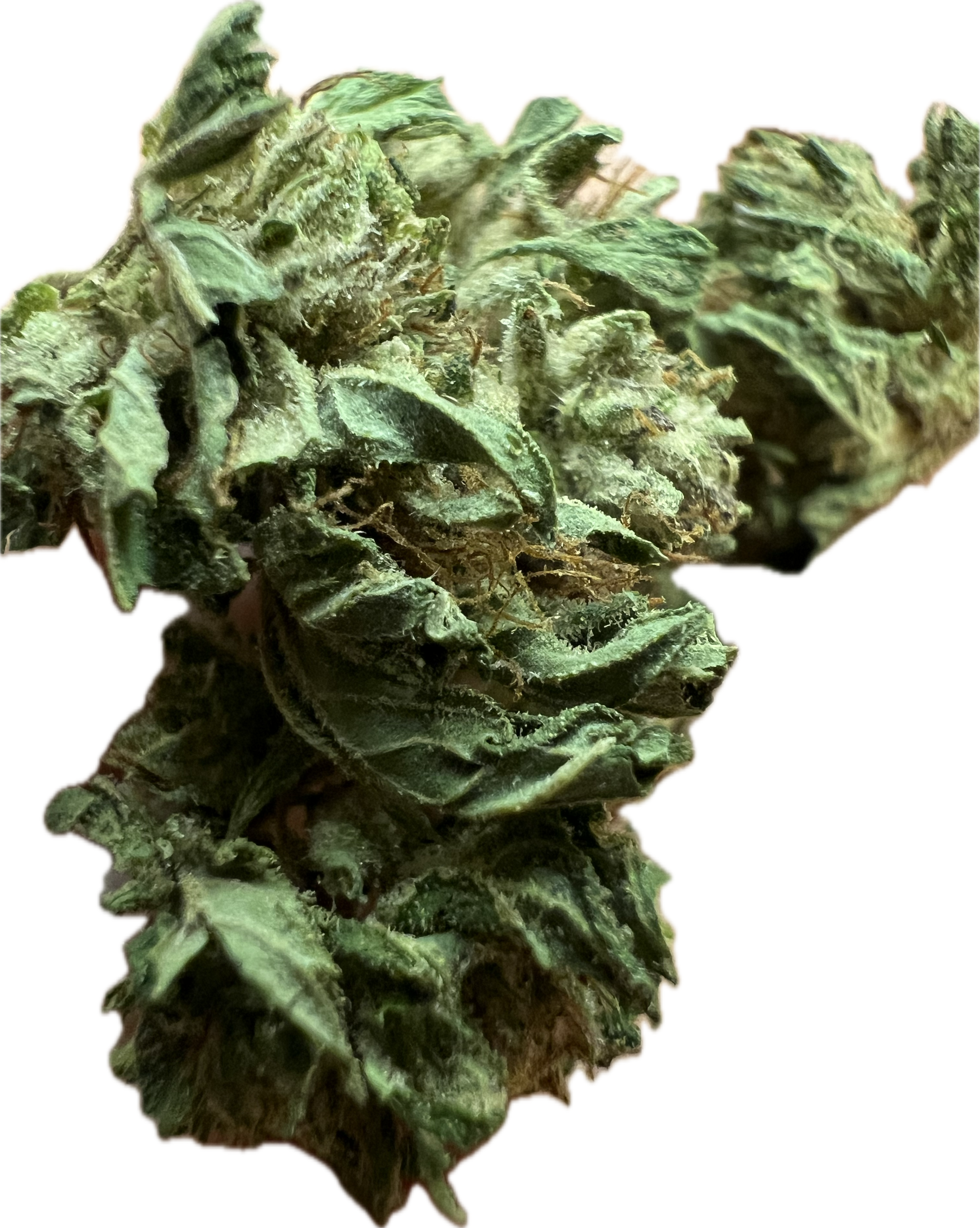 Ripkitty Bubba Kush 59 CBD Hemp Flowers