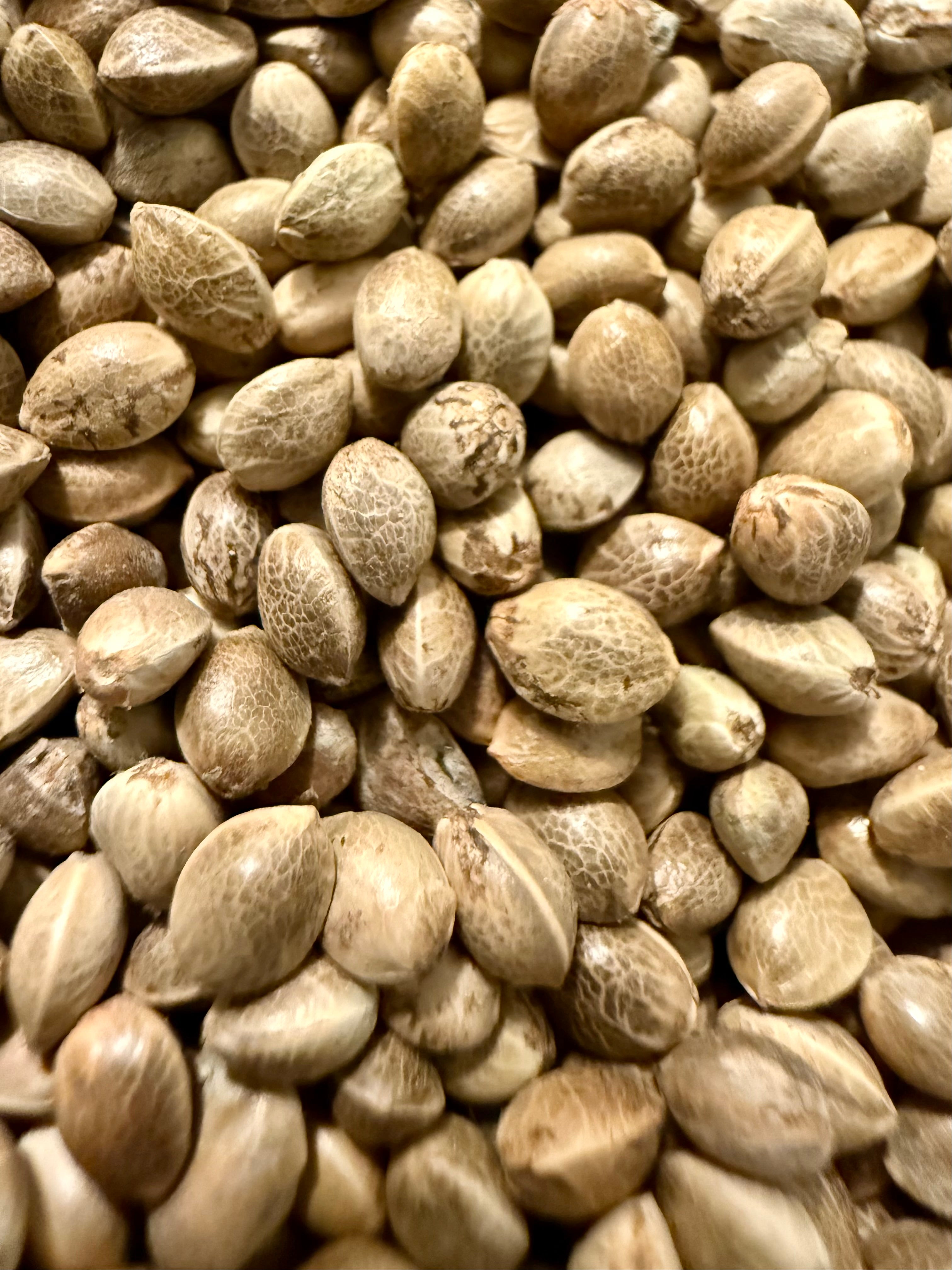Ripkitty Premium Live Raw Viable Sprouts Organic Whole Hemp Seeds