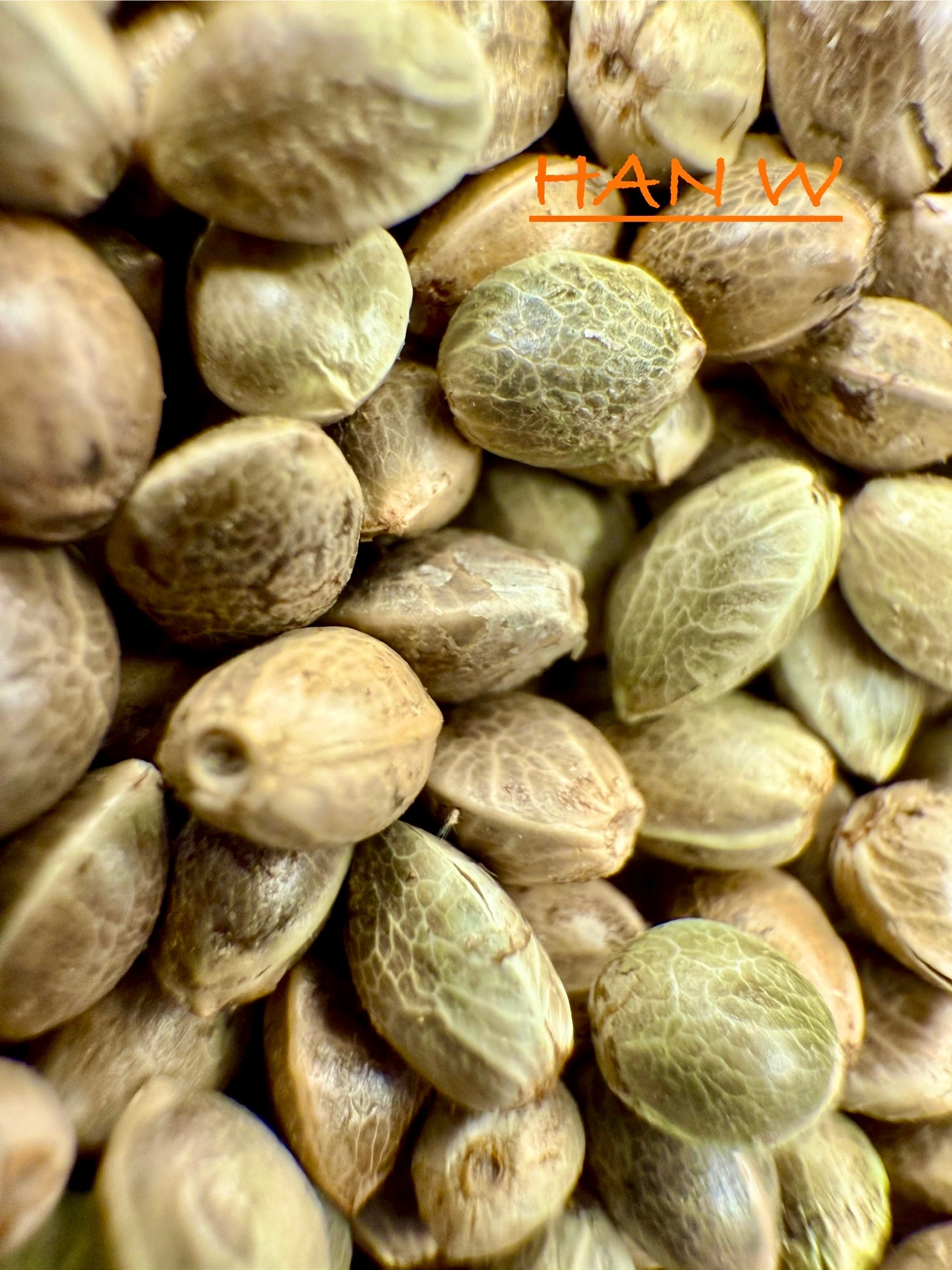 Ripkitty International & Domestic Live Raw Viable Hemp Seeds Sold in Bulk & Single Amounts for Agriculture, Poultry, Equine Feeding, & Livestock