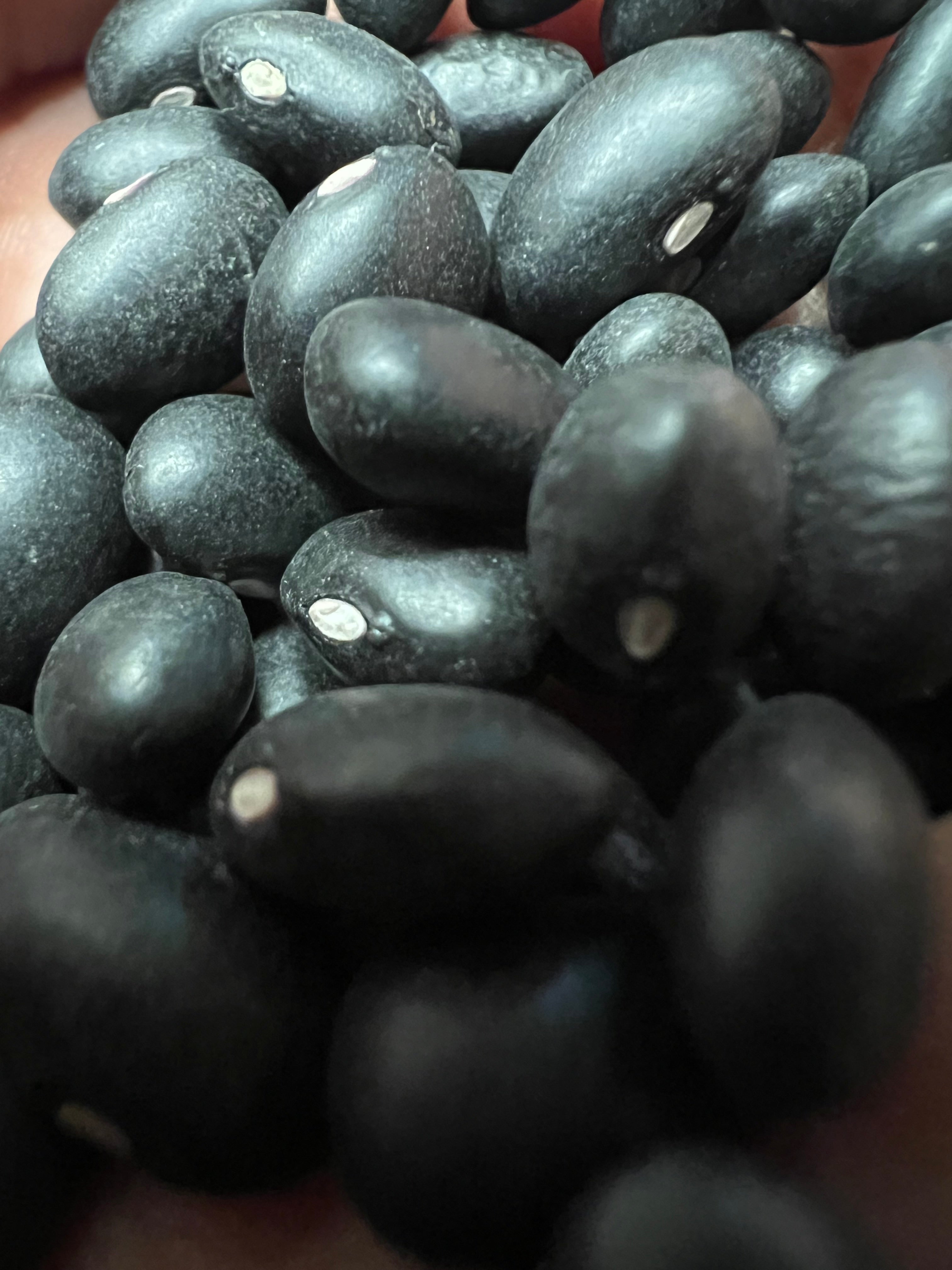 Ripkitty Organic Black Beans - Plantable, High-Yield, Affordable, Non-GMO