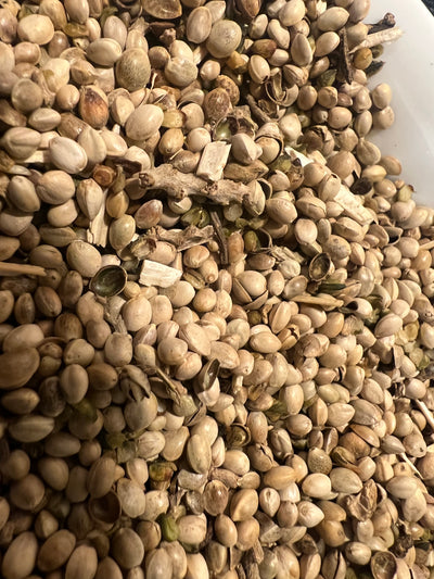 Ripkitty Premium Raw Organic Hemp Seeds Poultry Birds