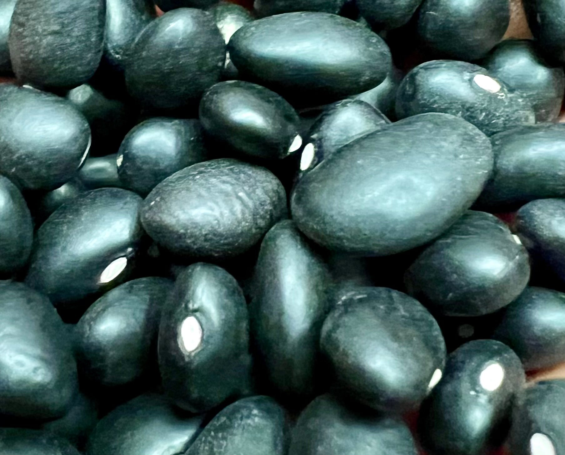 Ripkitty Organic Black Beans - Plantable, High-Yield, Affordable, Non-GMO