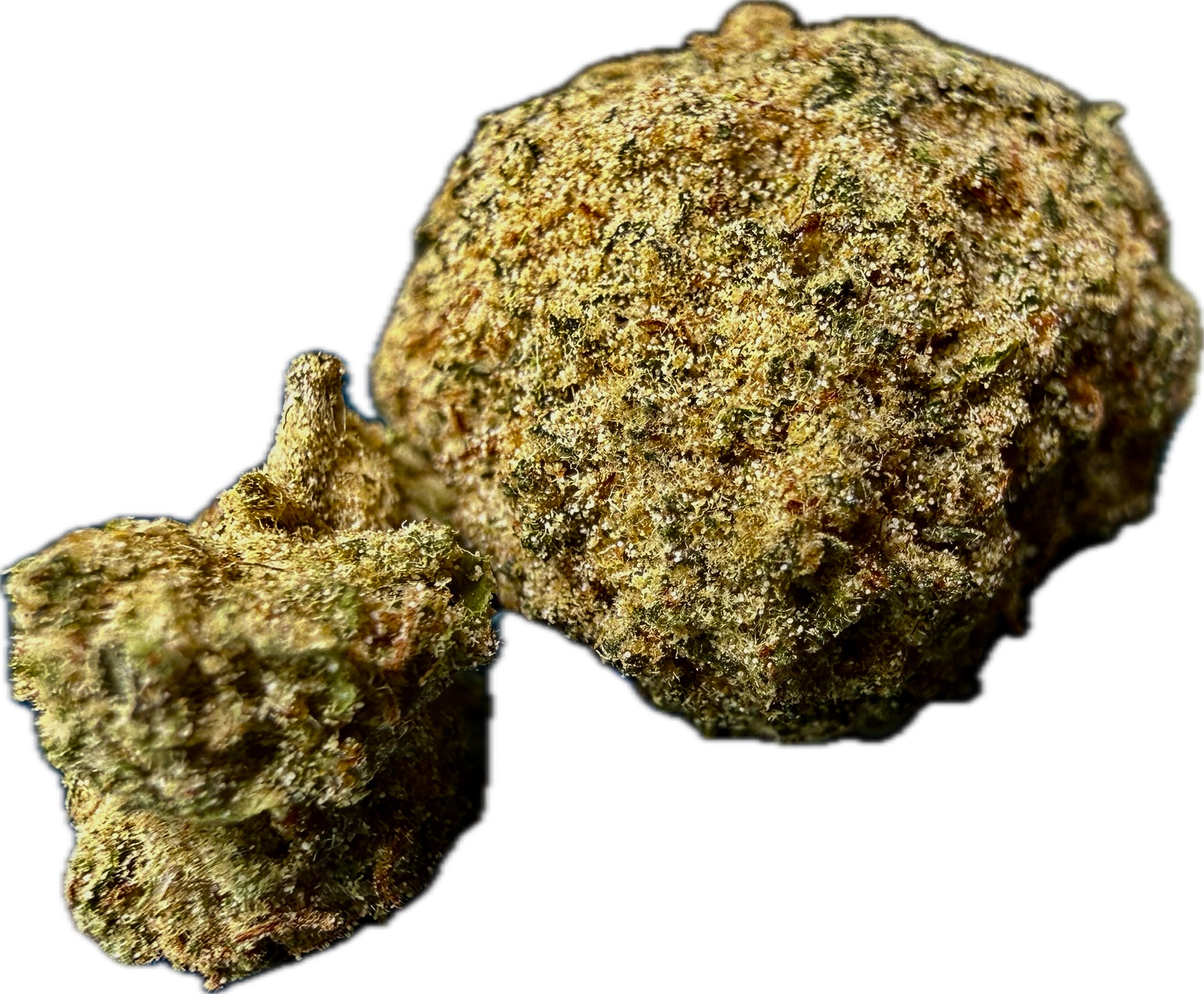 Two Ripkitty Elk Paccio Delta-8 moonrock nugs — large nug (right) and small nug with stem (left) showing dense golden-tan kief and concentrate coating over green calyxes, white background