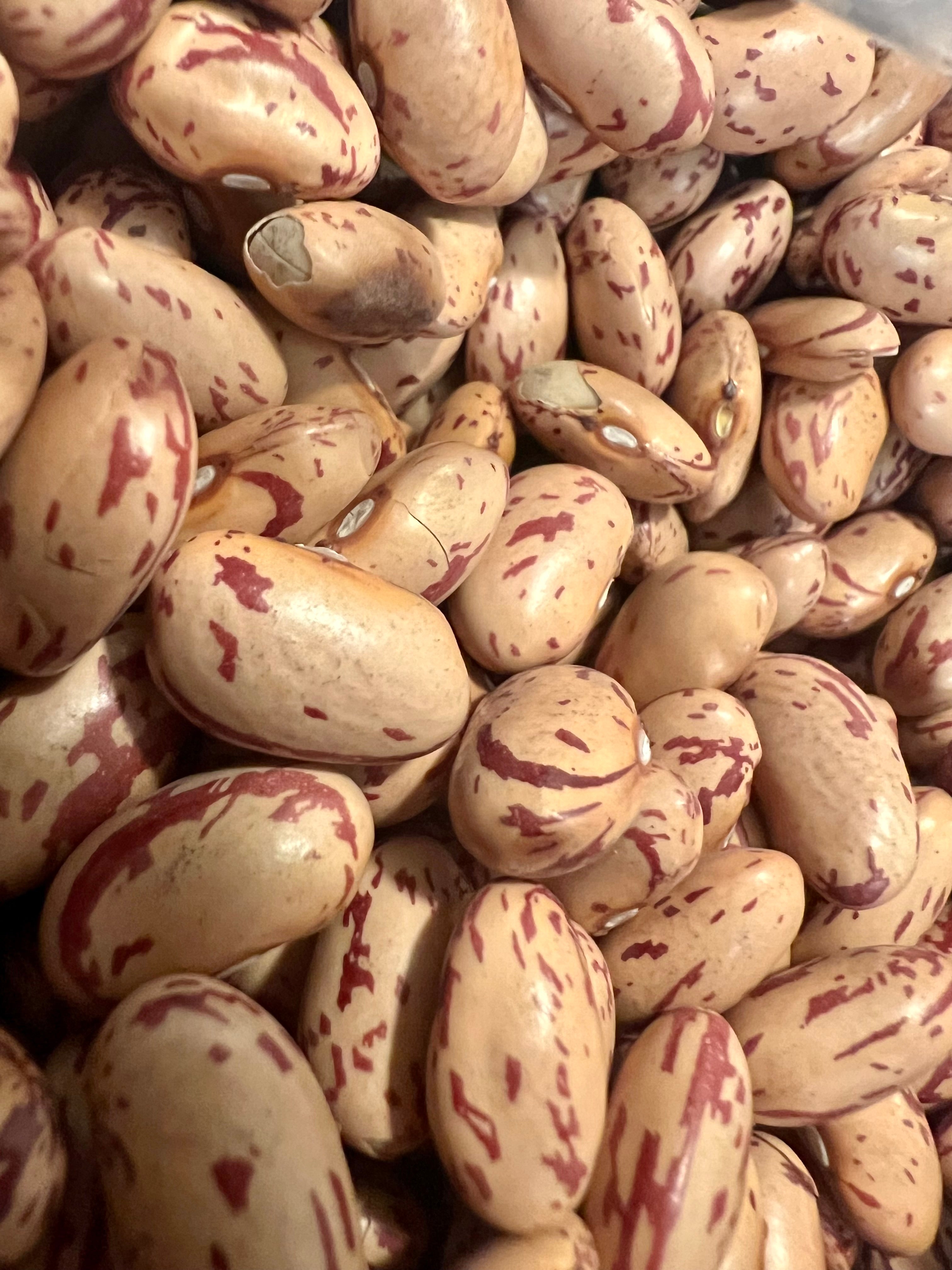 Ripkitty Cranberry Bean Seeds - High-Yield Non-GMO Spotted Legume