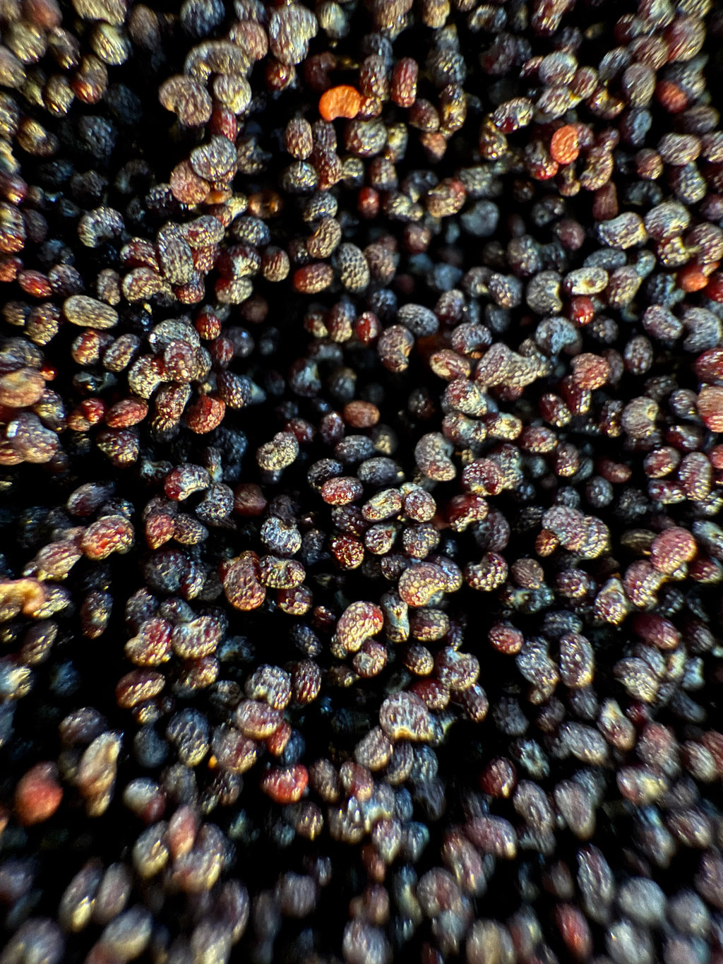 Ripkitty Premium Unwashed Untreated Unprocessed Organic Natural Whole Raw Papaver Somniferum Culinary Poppy Seeds