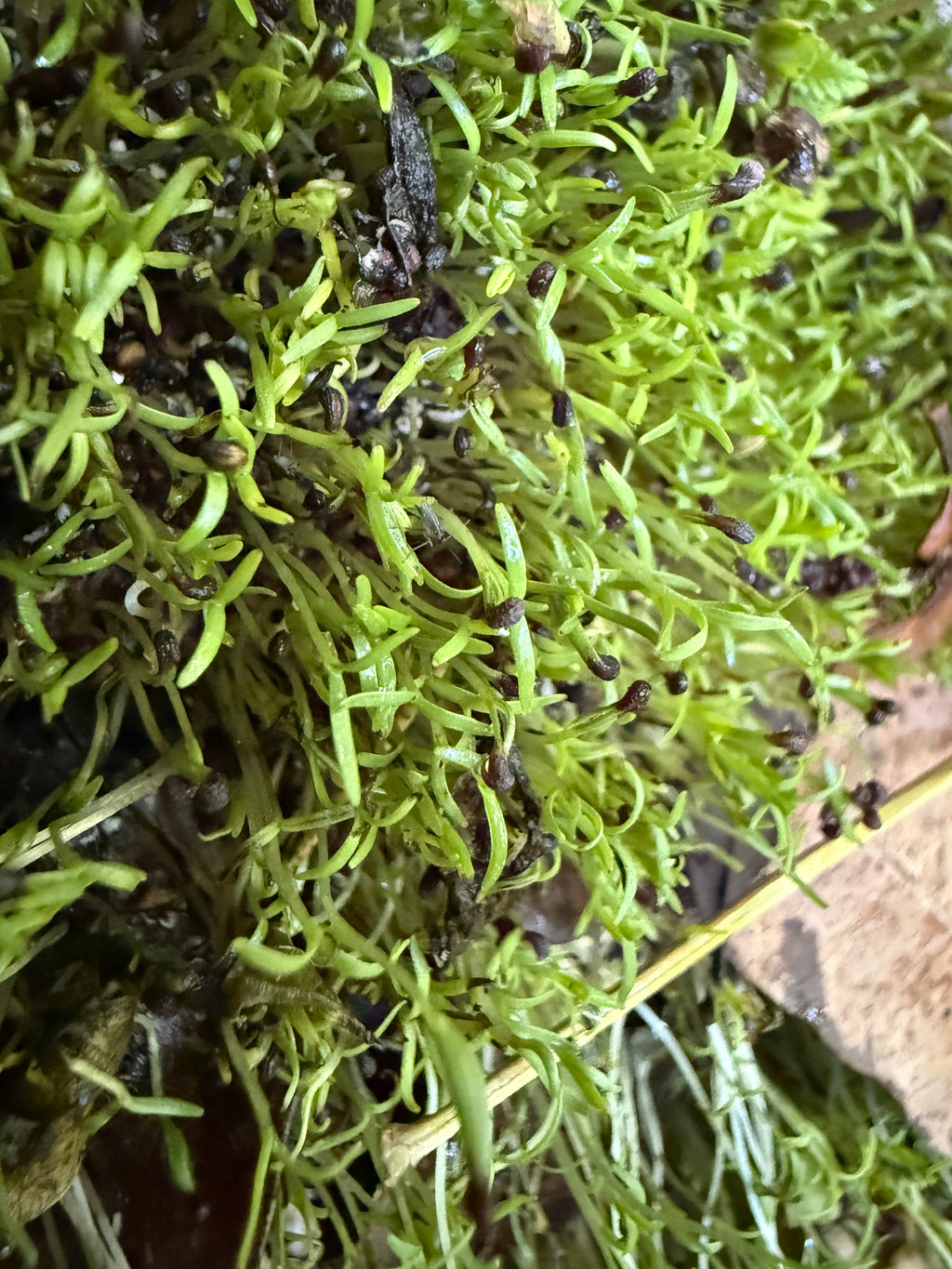 Ripkitty Premium Unwashed Untreated Unprocessed Organic Natural Whole Raw Papaver Somniferum Culinary Poppy Seeds