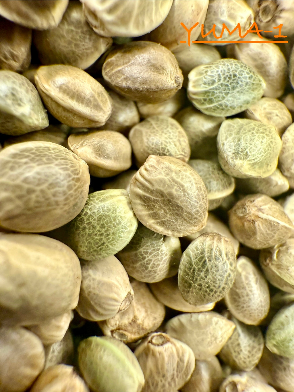 Ripkitty International & Domestic Live Raw Viable Hemp Seeds Sold in Bulk & Single Amounts for Agriculture, Poultry, Equine Feeding, & Livestock