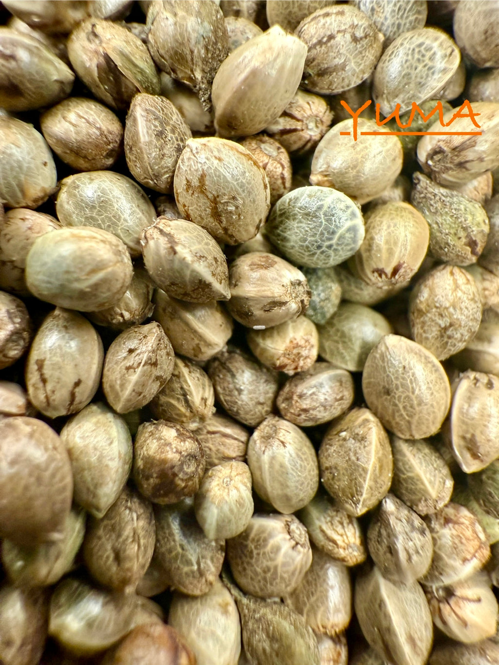 Ripkitty International & Domestic Live Raw Viable Hemp Seeds Sold in Bulk & Single Amounts for Agriculture, Poultry, Equine Feeding, & Livestock