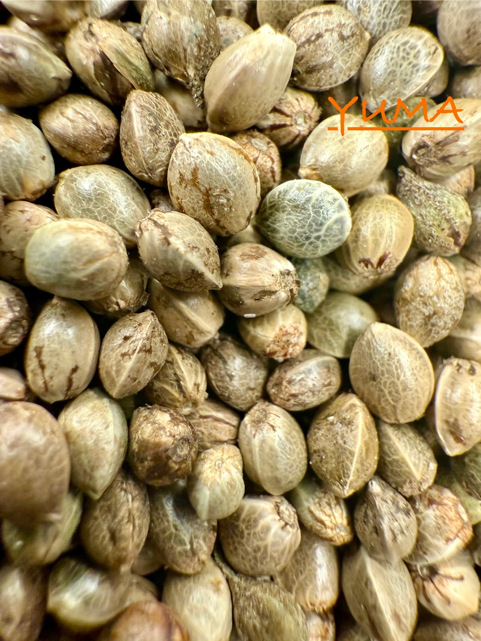 Ripkitty International & Domestic Live Raw Viable Hemp Seeds Sold in Bulk & Single Amounts for Agriculture, Poultry, Equine Feeding, & Livestock