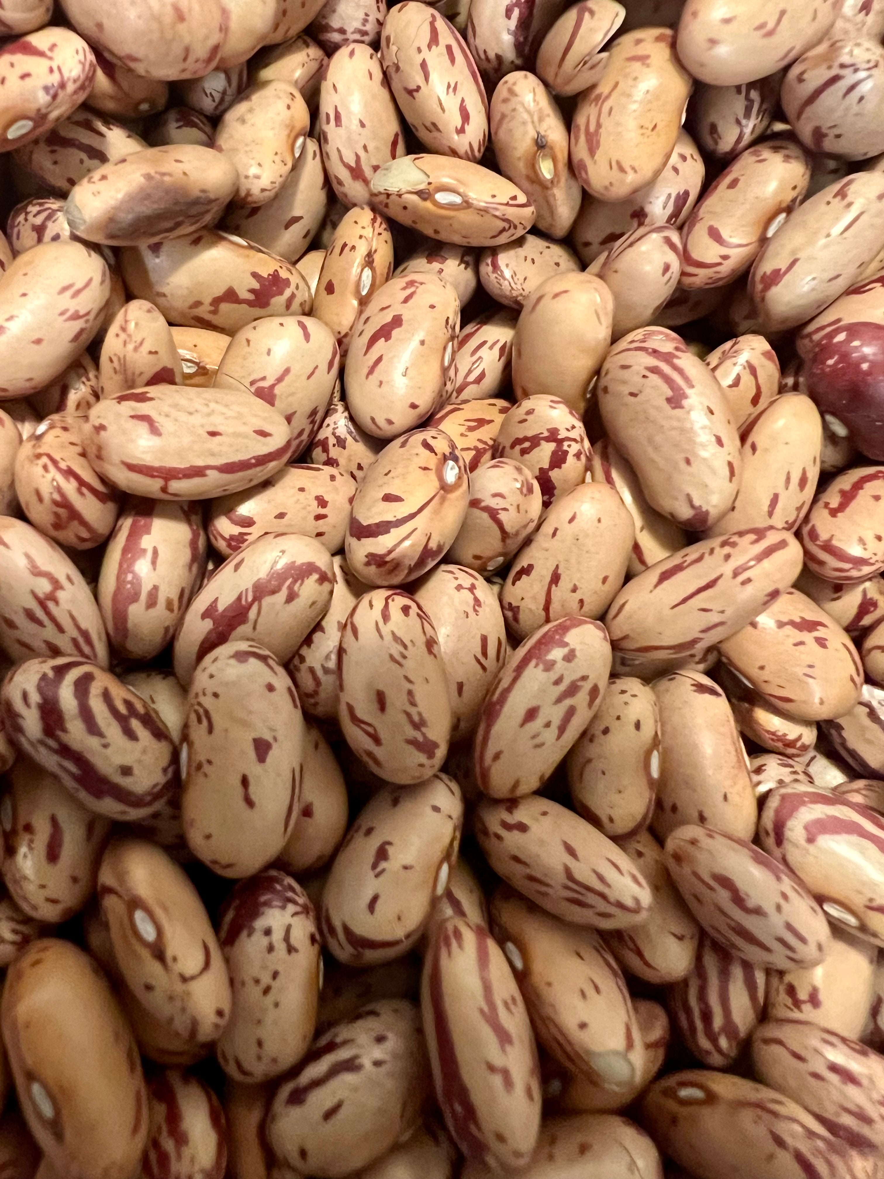 Ripkitty Cranberry Bean Seeds - High-Yield Non-GMO Spotted Legume