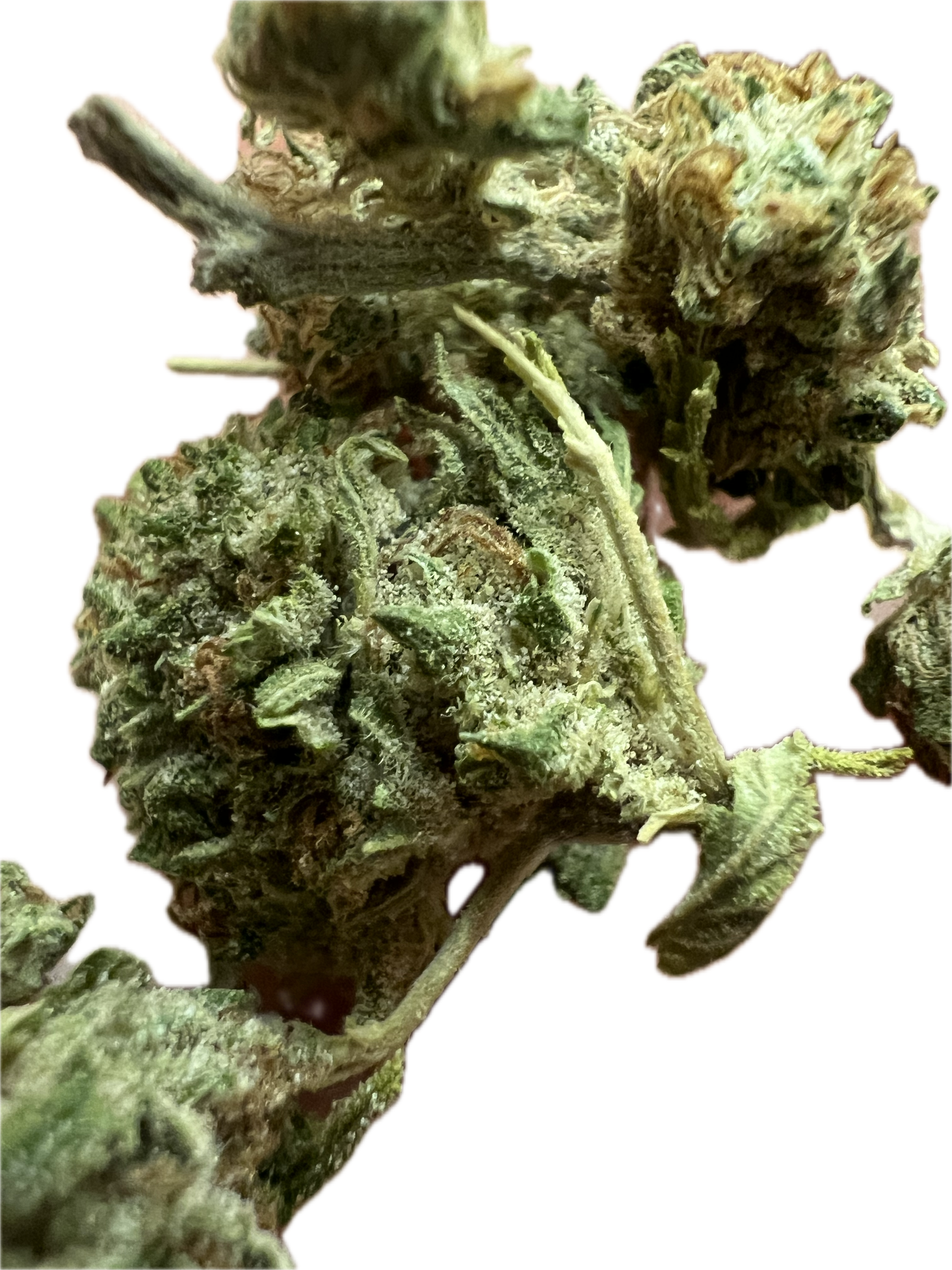 Ripkitty Bubba Kush 59 CBD Hemp Flowers