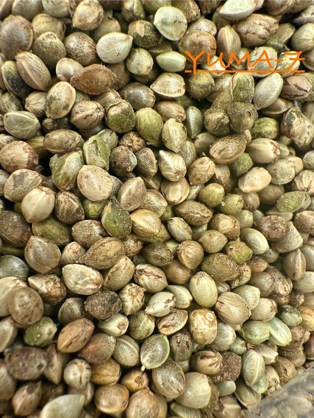 Ripkitty International & Domestic Live Raw Viable Hemp Seeds Sold in Bulk & Single Amounts for Agriculture, Poultry, Equine Feeding, & Livestock