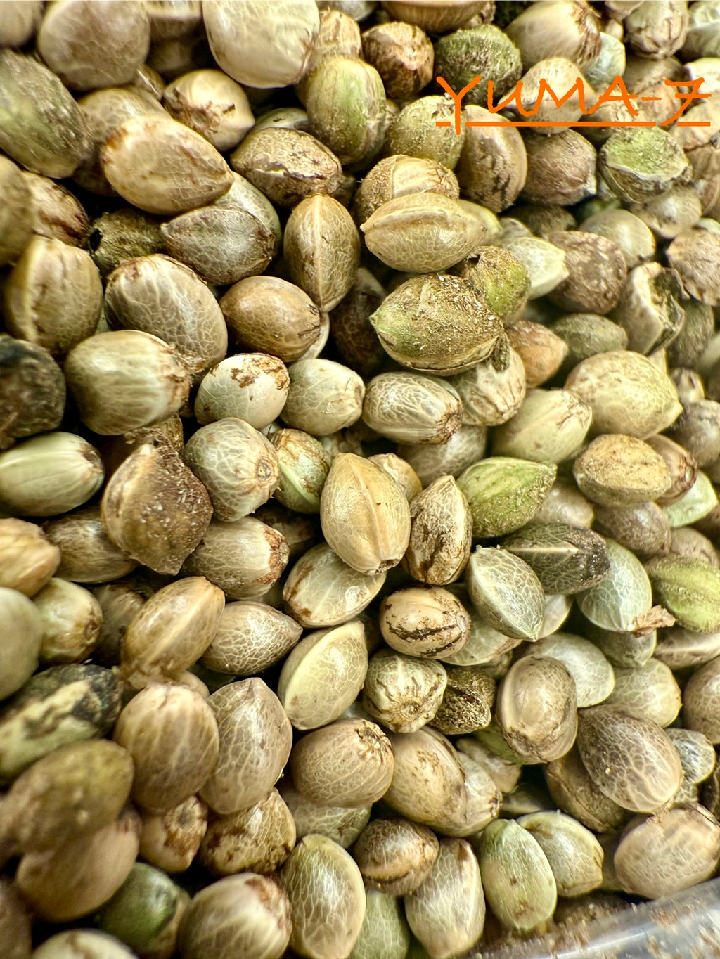 Ripkitty International & Domestic Live Raw Viable Hemp Seeds Sold in Bulk & Single Amounts for Agriculture, Poultry, Equine Feeding, & Livestock