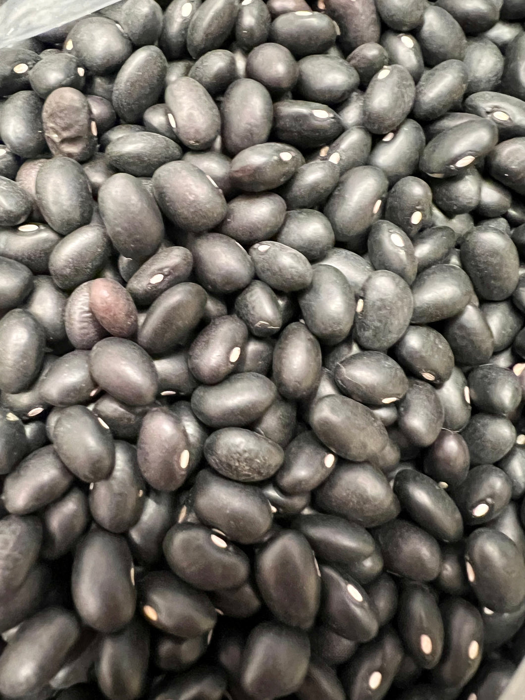 Ripkitty Organic Black Beans - Plantable, High-Yield, Affordable, Non-GMO