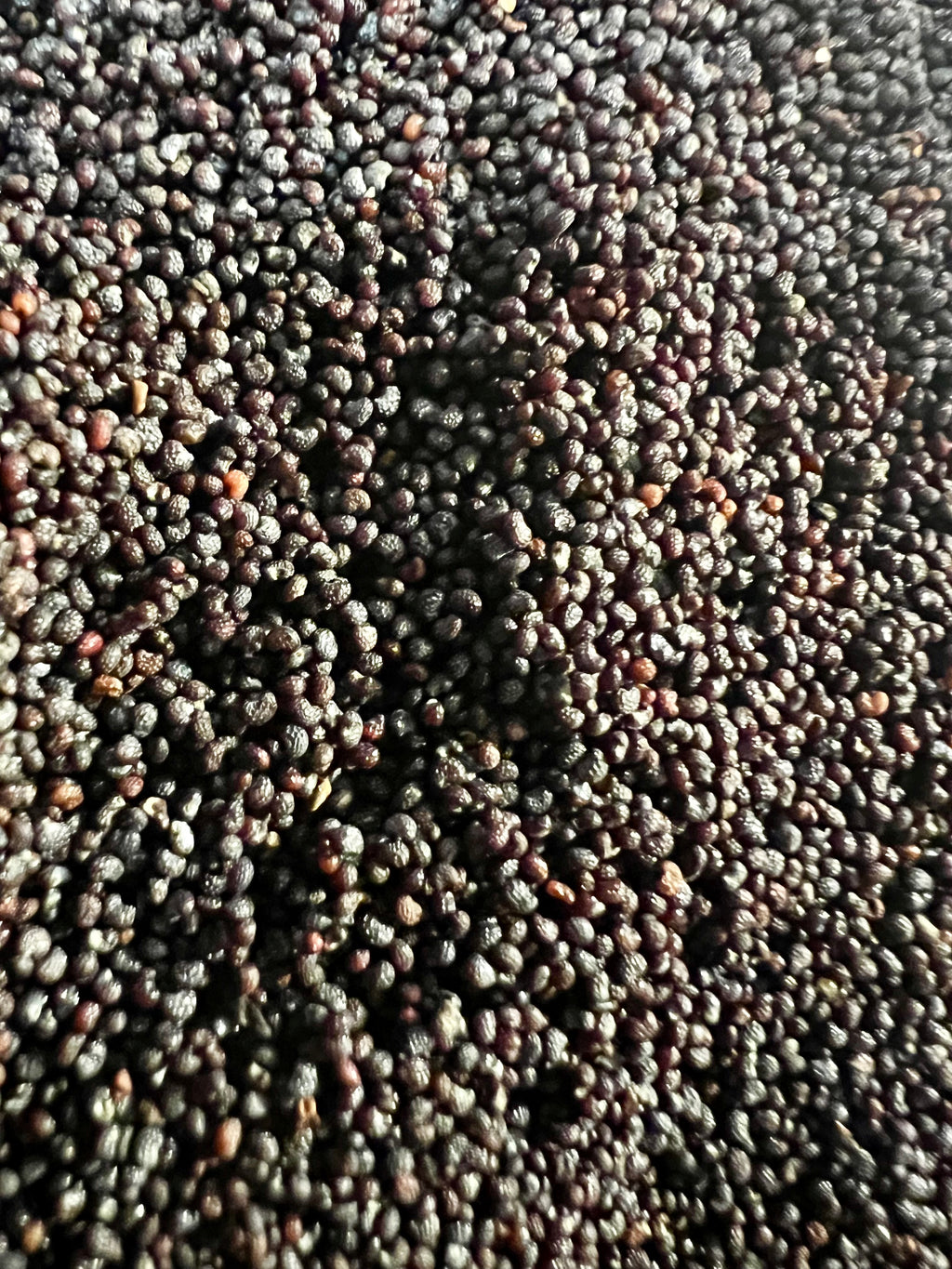 Ripkitty Premium Unwashed Untreated Unprocessed Organic Natural Whole Raw Papaver Somniferum Culinary Poppy Seeds