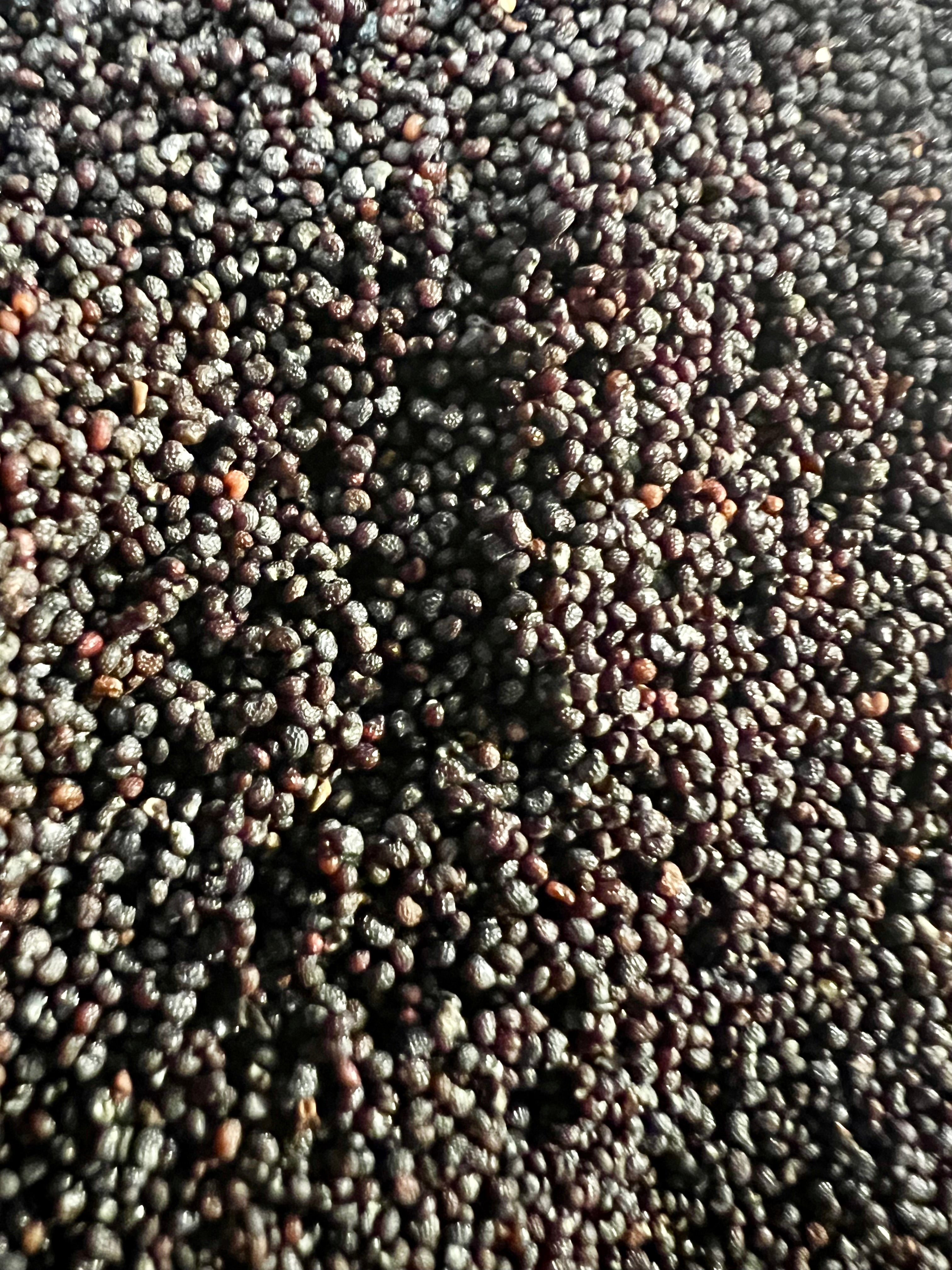 Ripkitty Premium Unwashed Untreated Unprocessed Organic Natural Whole Raw Papaver Somniferum Culinary Poppy Seeds