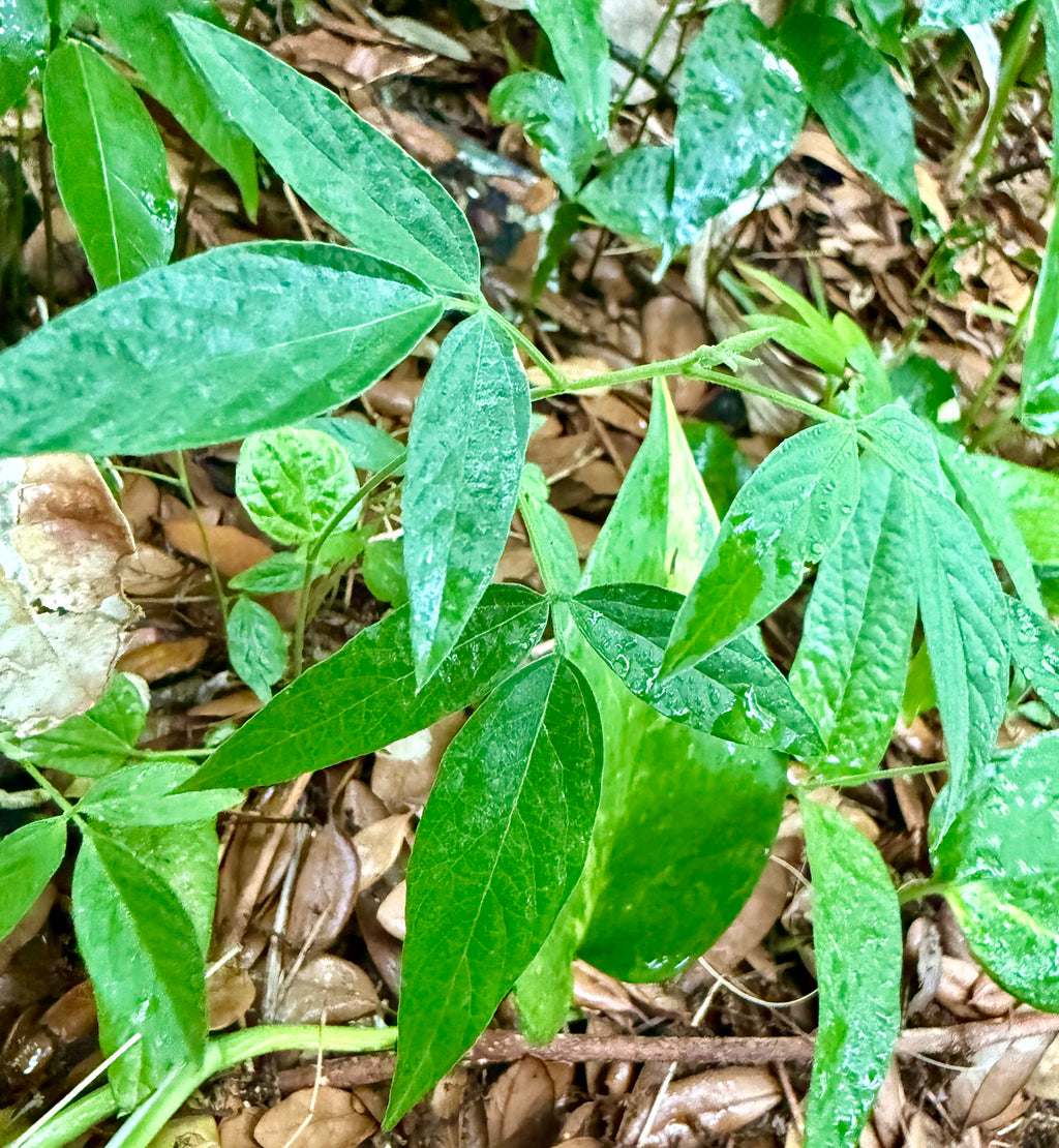 Ripkitty Premium Pigeon Peas (Cajanus Cajan) - Tropical Heirloom Seeds