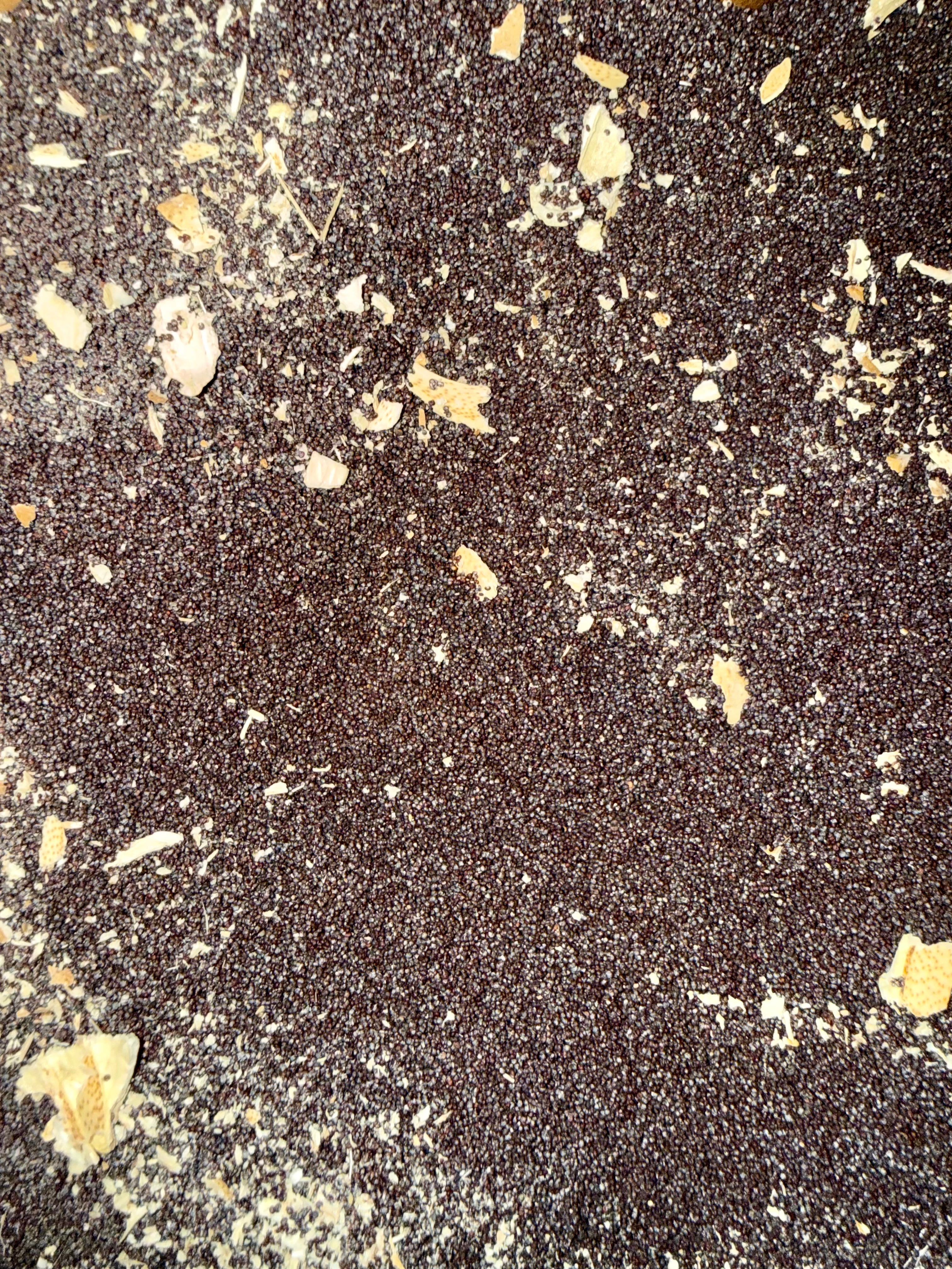 Ripkitty Premium Unwashed Untreated Unprocessed Organic Natural Whole Raw Papaver Somniferum Culinary Poppy Seeds